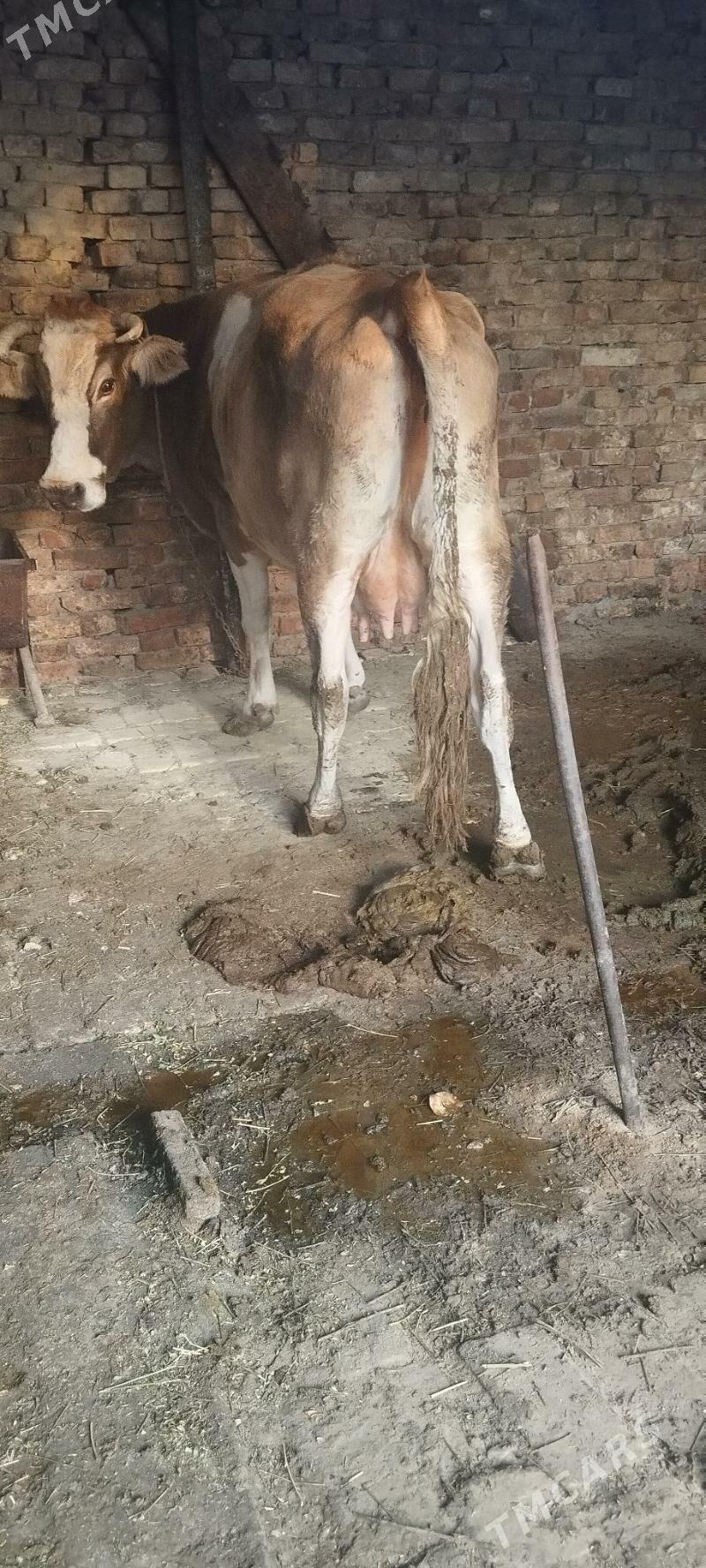 goleli sygyr - Ашхабад - img 2