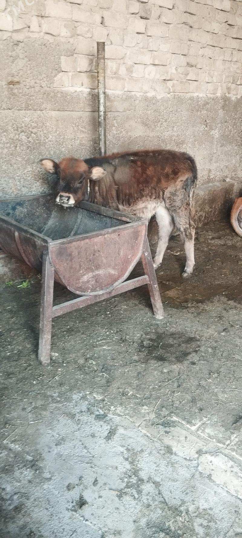 goleli sygyr - Ашхабад - img 3