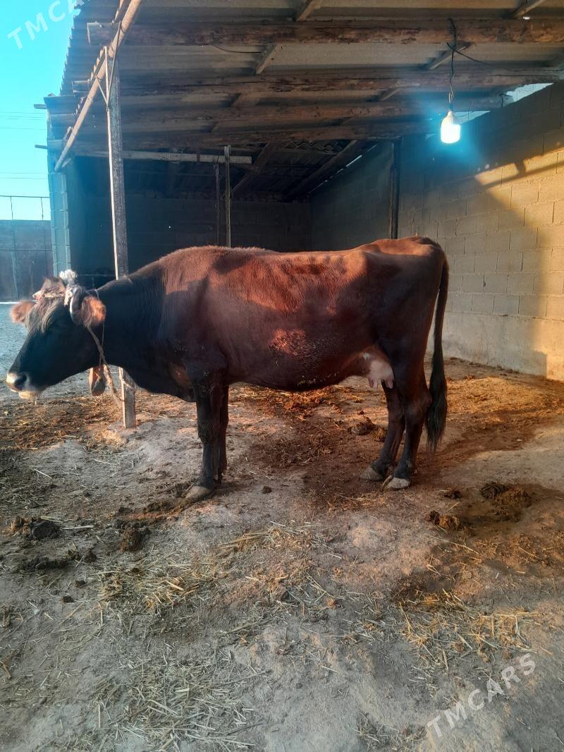 goleli sygyr. - Bäherden - img 3