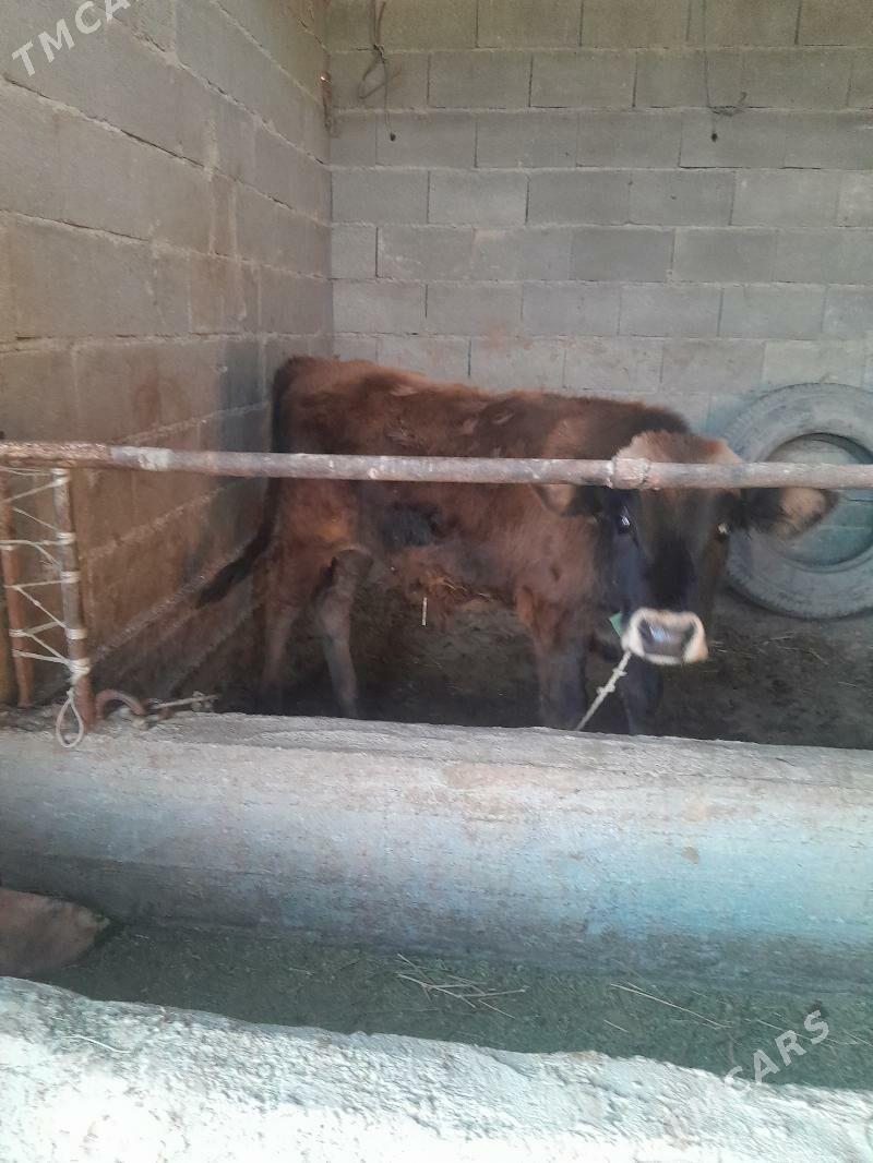 goleli sygyr. - Bäherden - img 4