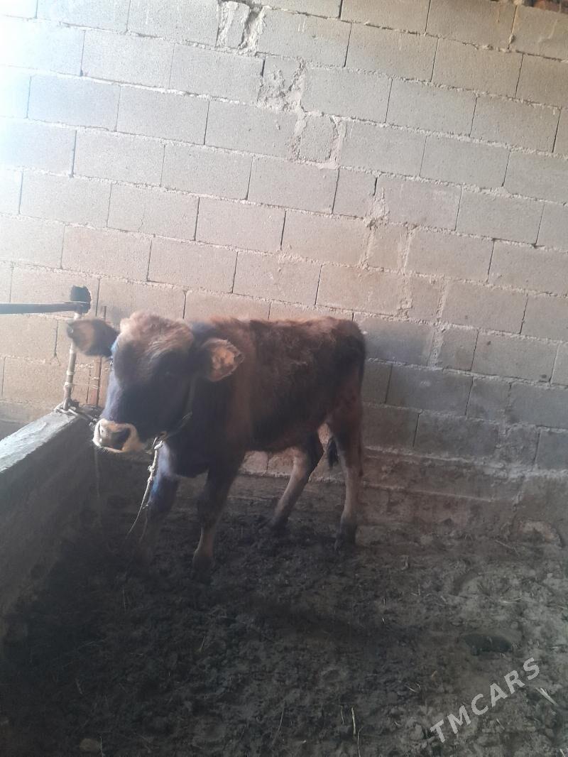 goleli sygyr. - Bäherden - img 5