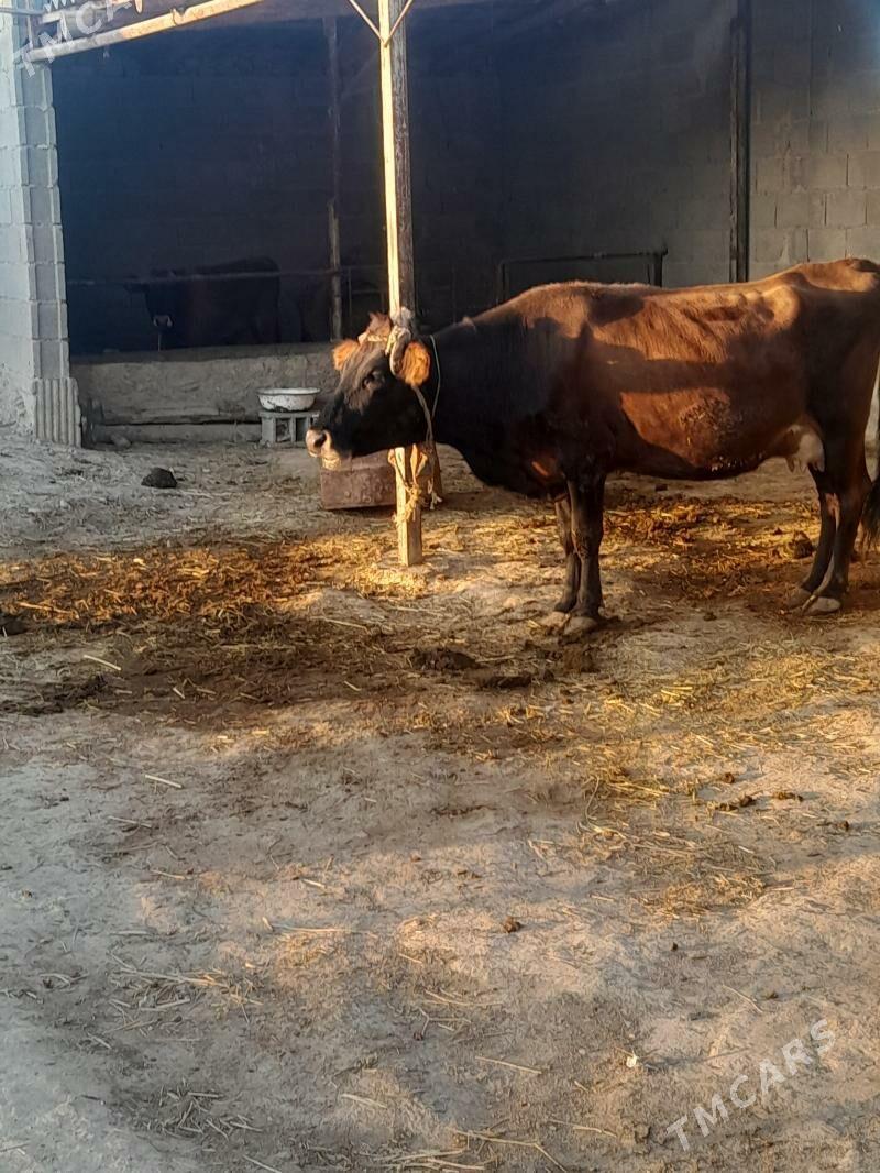 goleli sygyr. - Bäherden - img 6