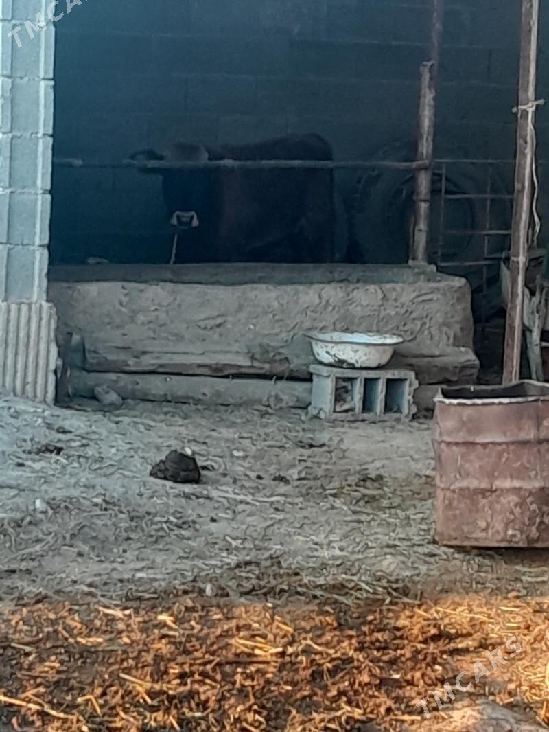 goleli sygyr. - Bäherden - img 7