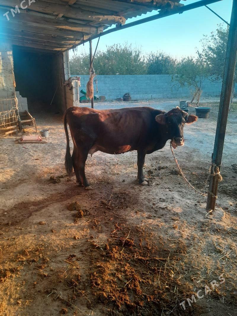 goleli sygyr. - Bäherden - img 2