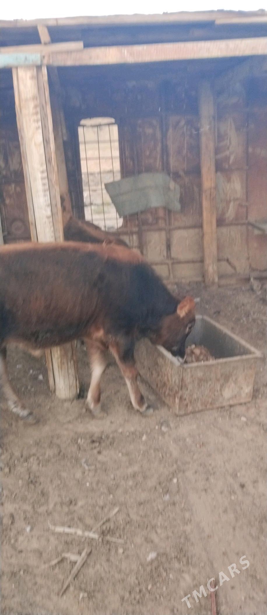 okuzce - Туркменбаши - img 2