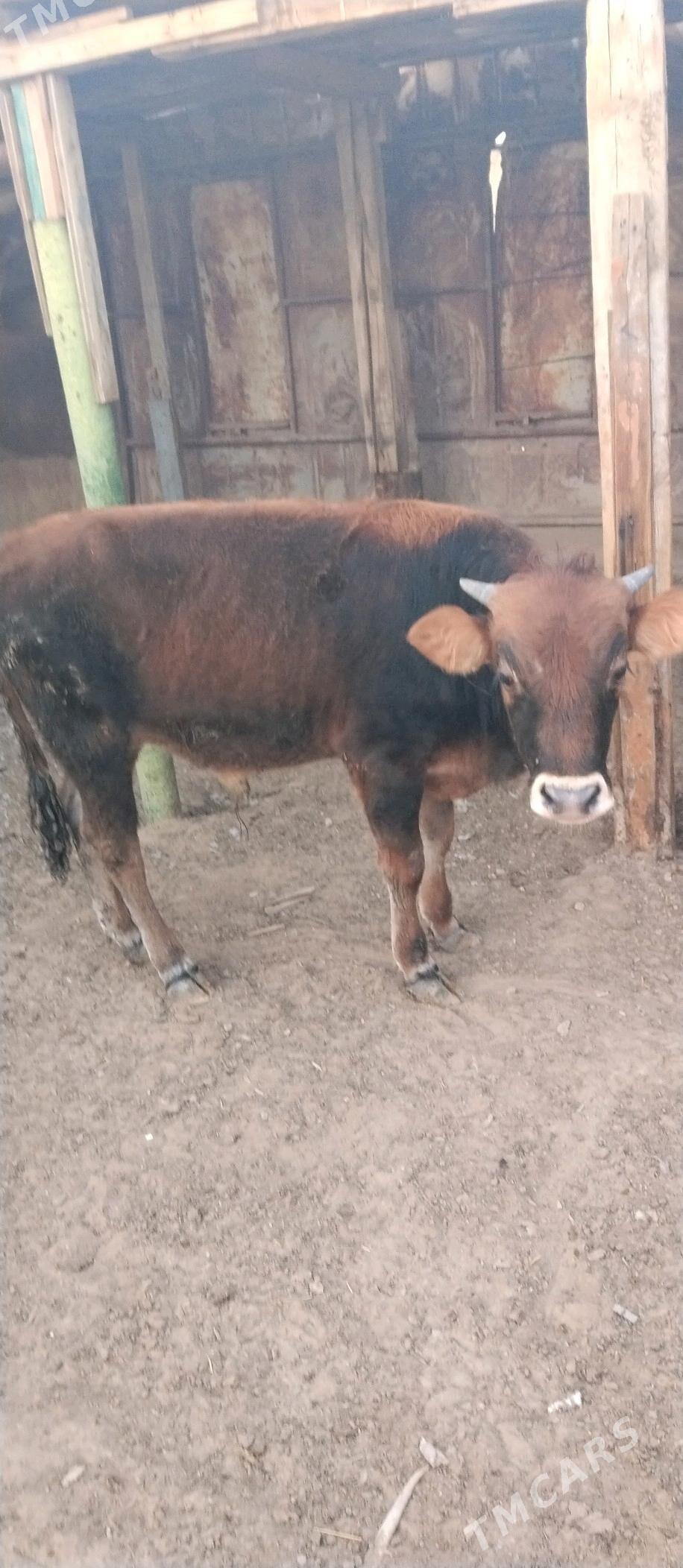 okuzce - Туркменбаши - img 1