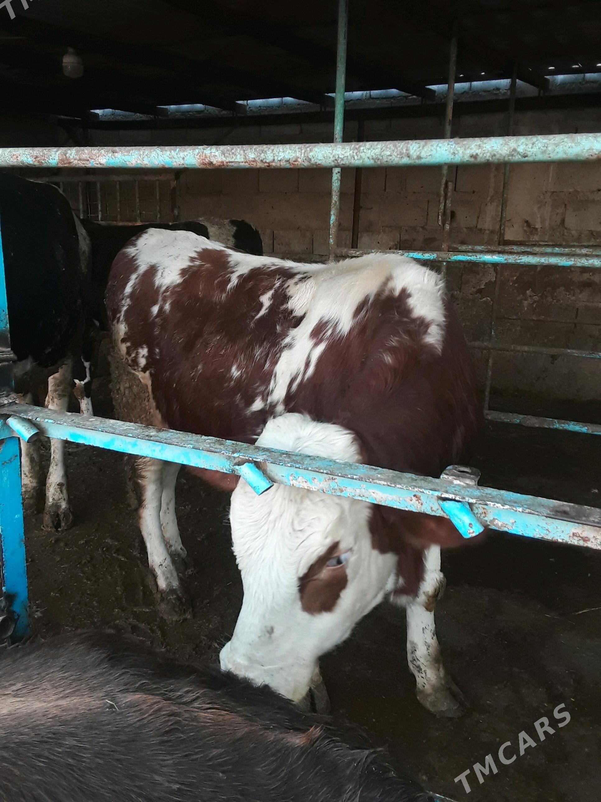 okuz - Гёкдепе - img 1