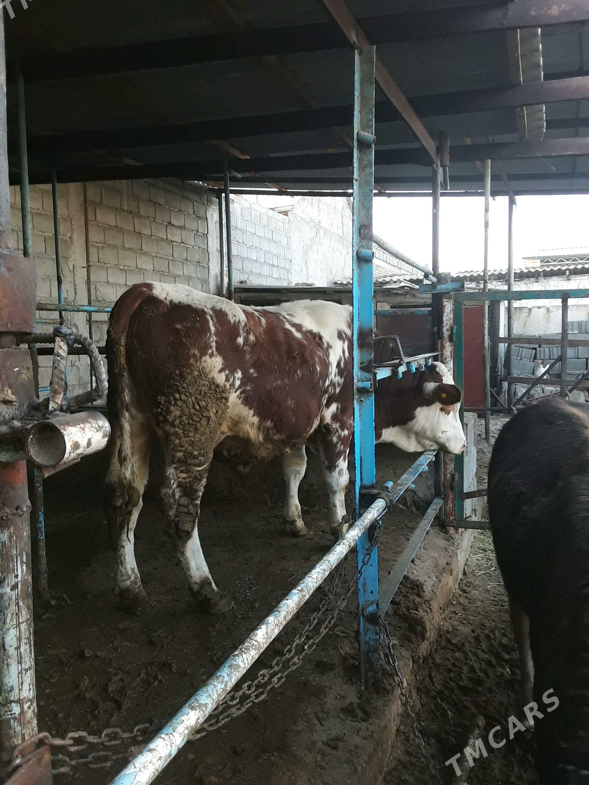 okuz - Гёкдепе - img 2