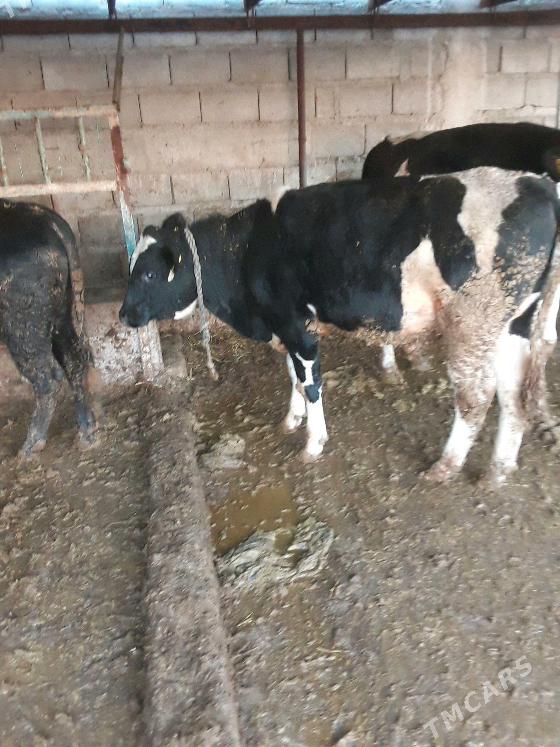 okuz - Гёкдепе - img 3