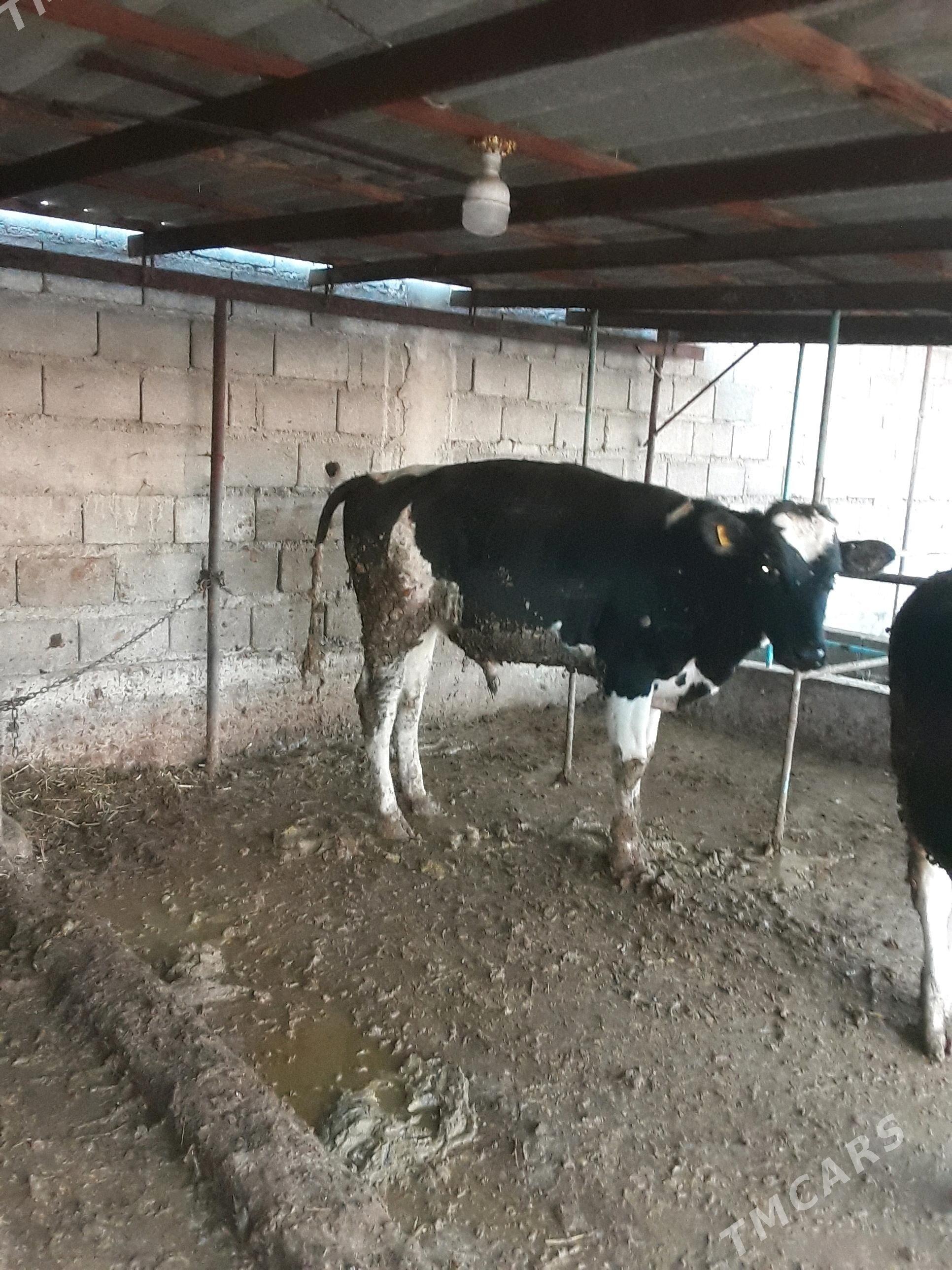 okuz - Гёкдепе - img 4