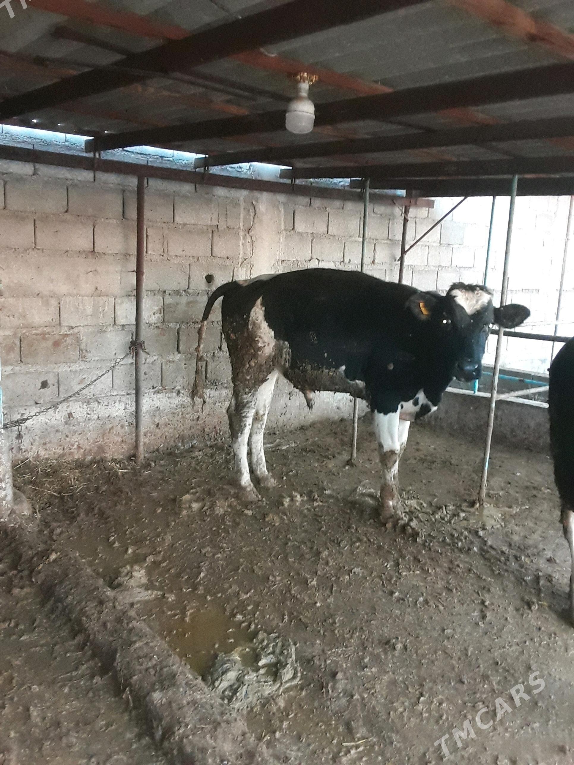 okuz - Гёкдепе - img 5