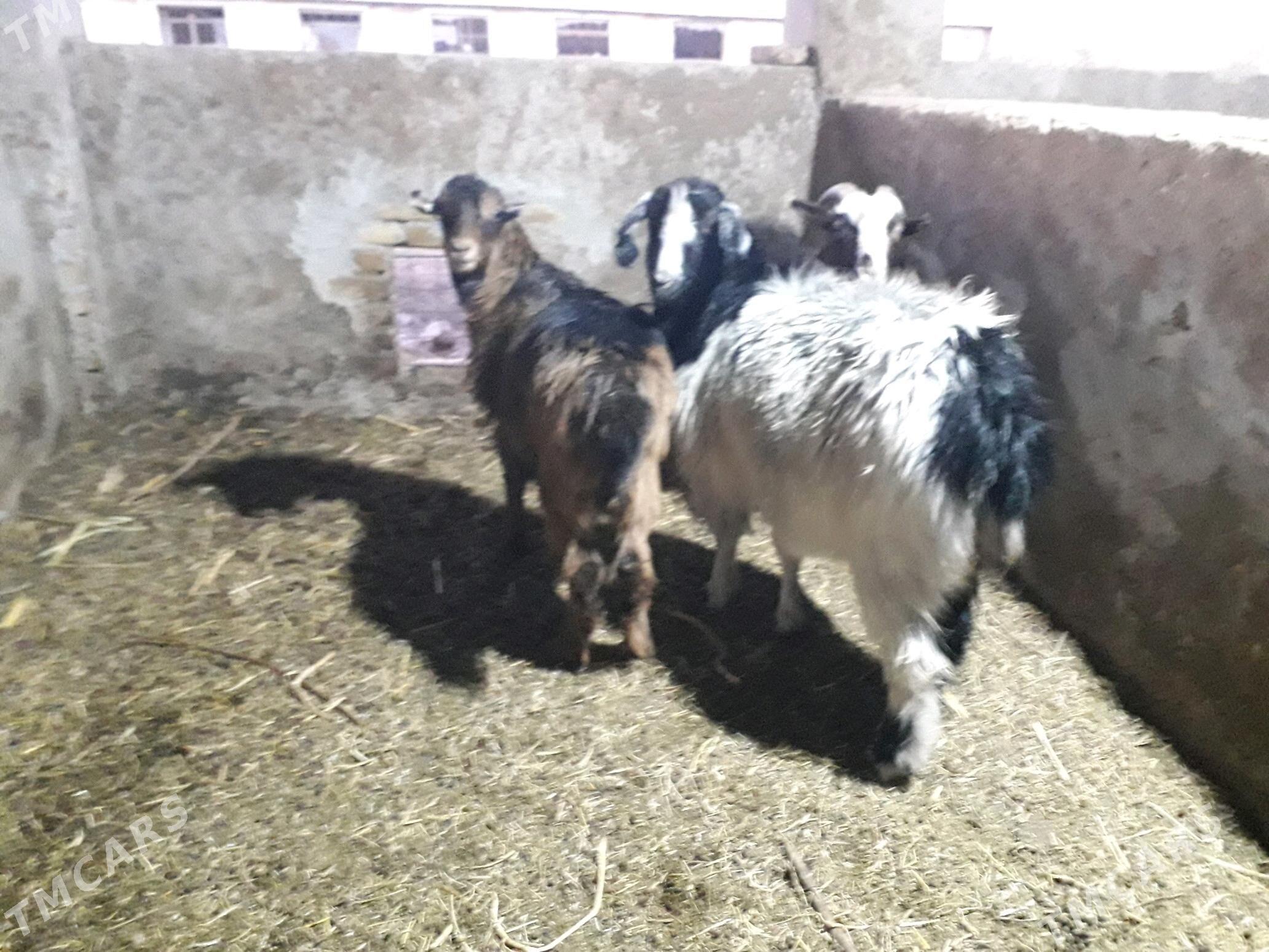 Geci - Çärjew - img 1