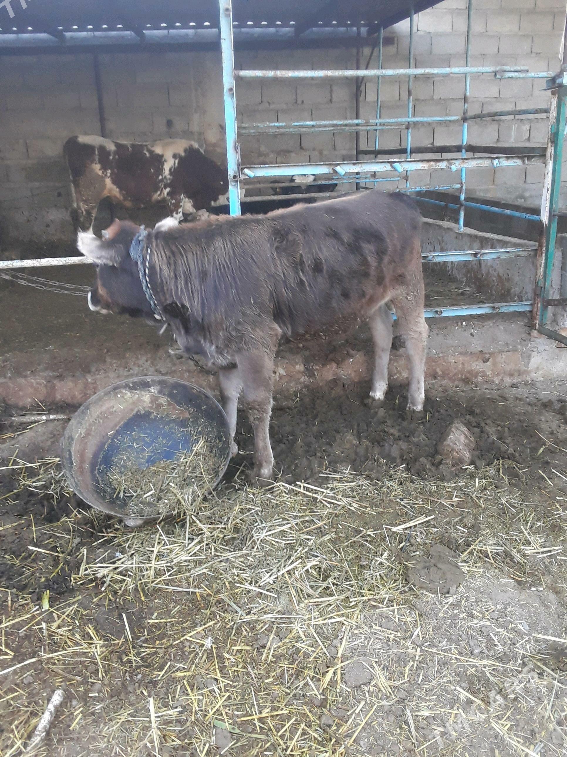 okuz - Гёкдепе - img 7