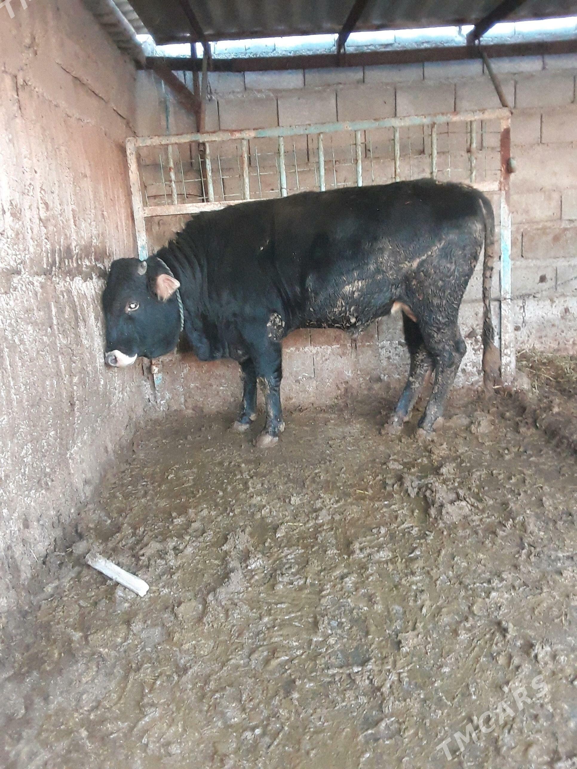 okuz - Гёкдепе - img 8