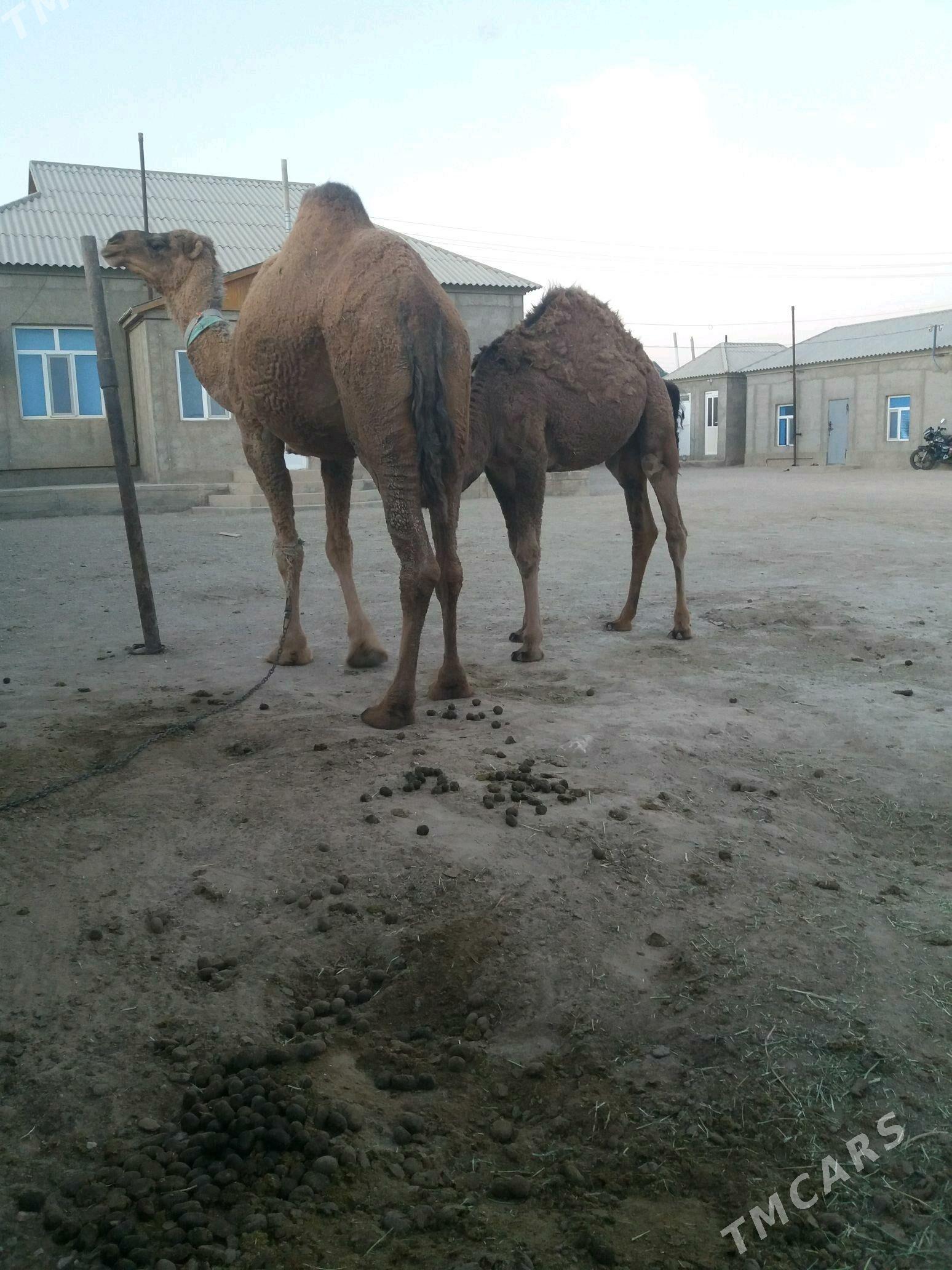 torumly duye - Gumdag - img 2