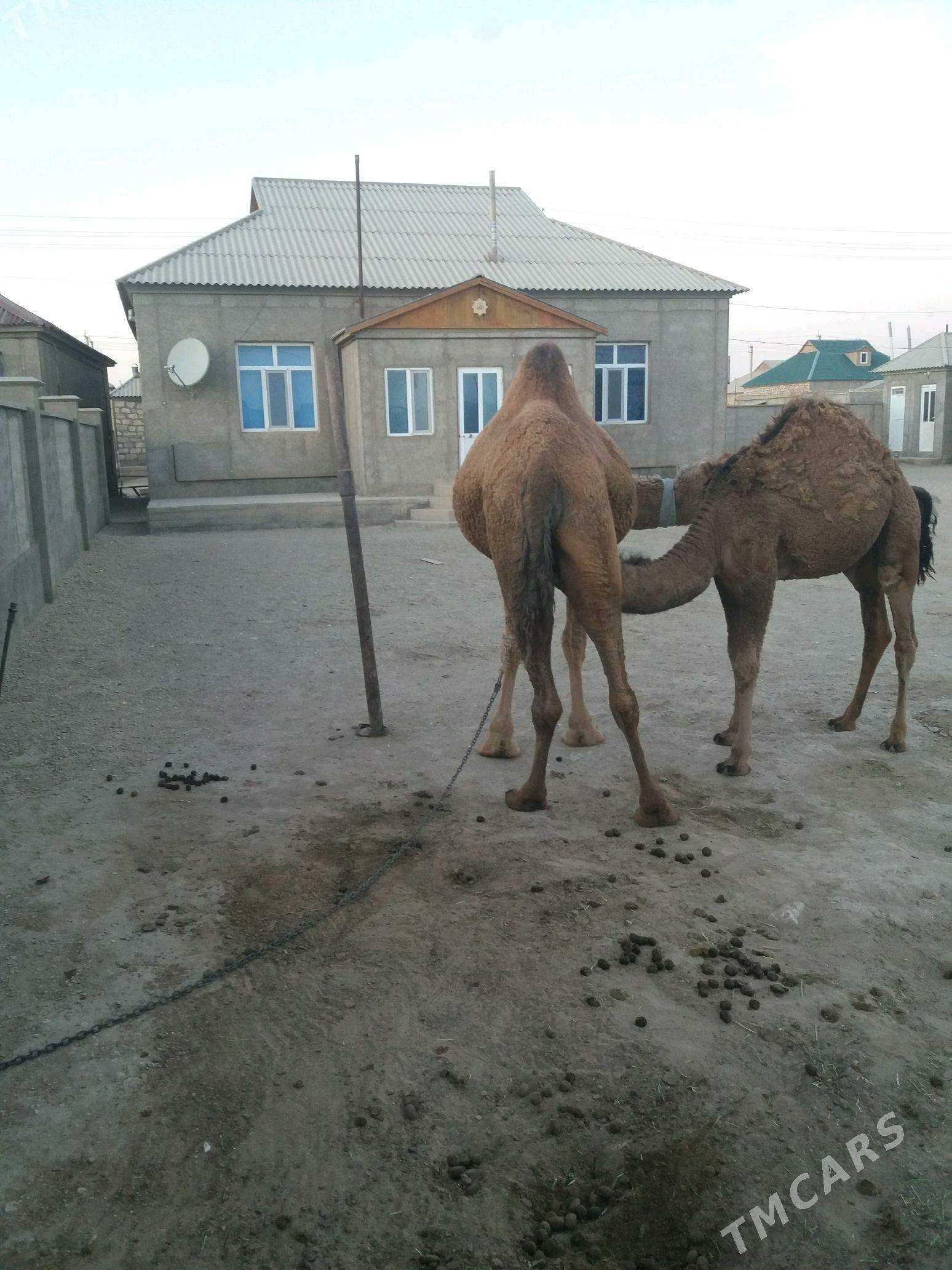 torumly duye - Gumdag - img 1