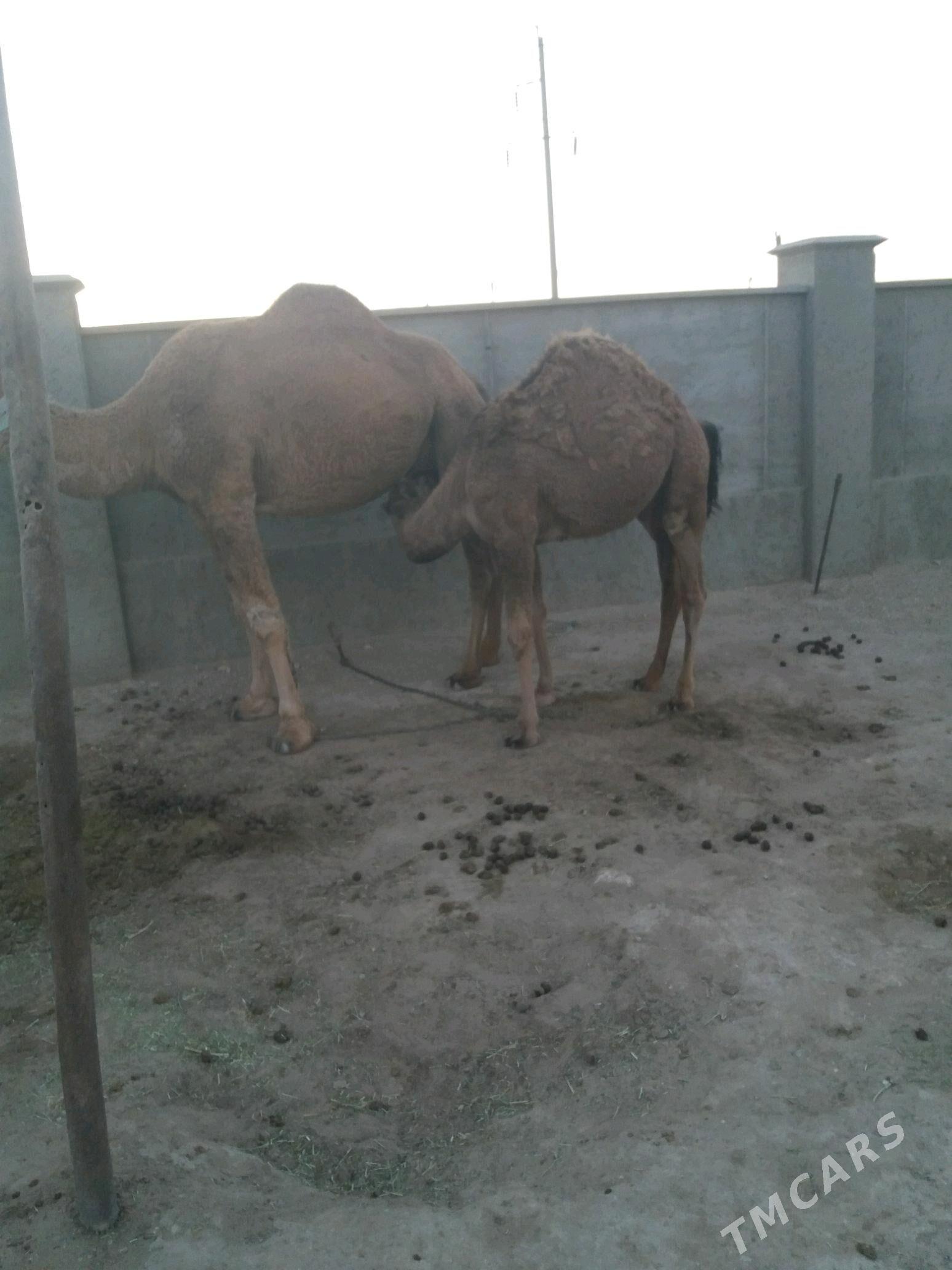 torumly duye - Gumdag - img 3