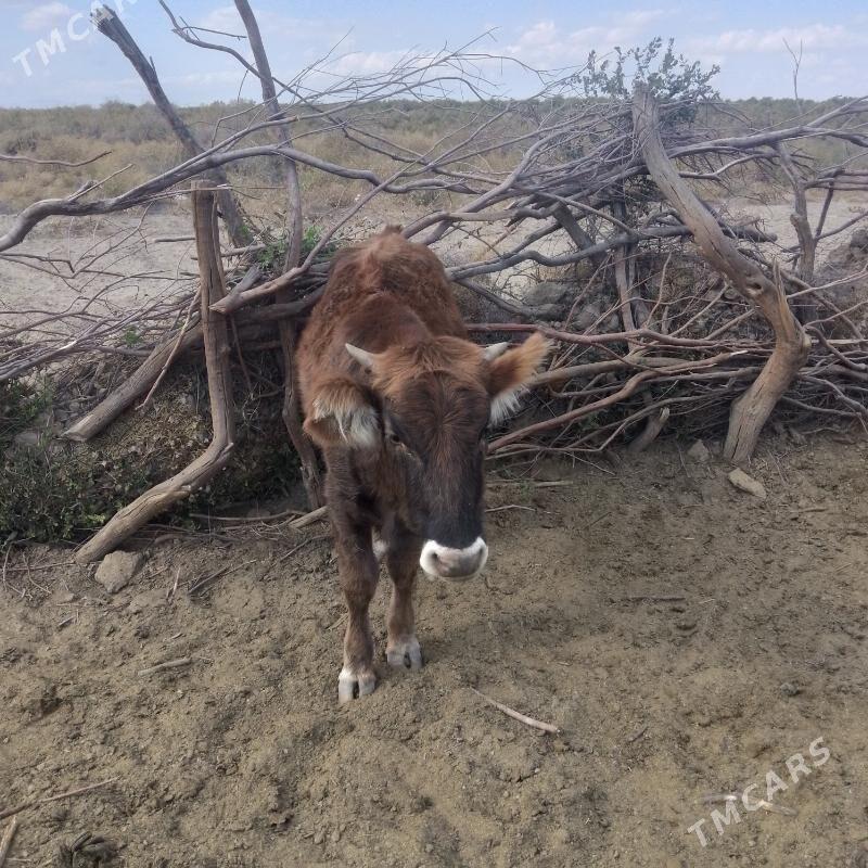 Tüwe - Bäherden - img 4