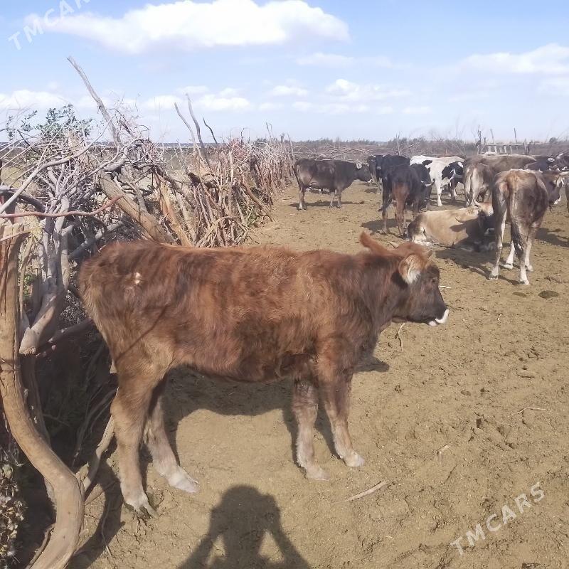 Tüwe - Bäherden - img 3