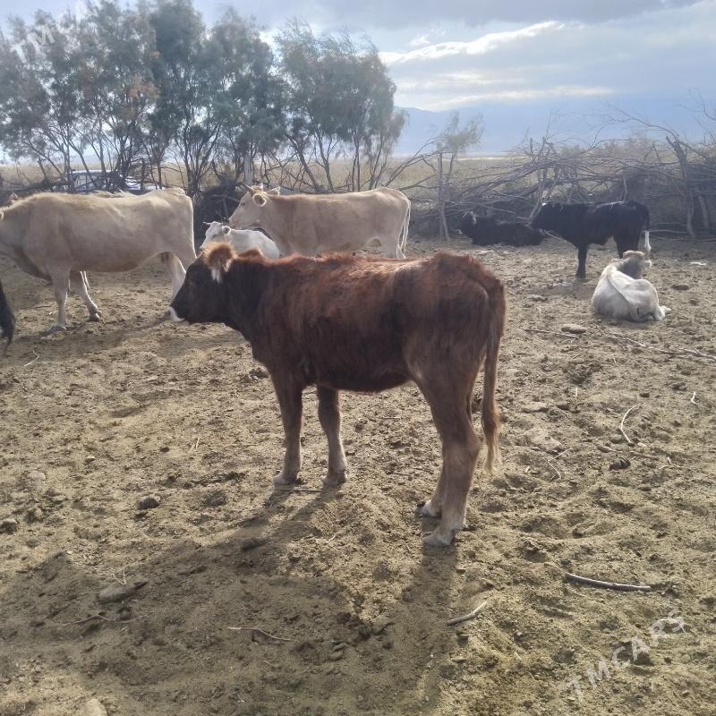 Tüwe - Bäherden - img 2