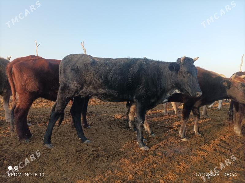 Tohum tuwe - Бабадайхан - img 1