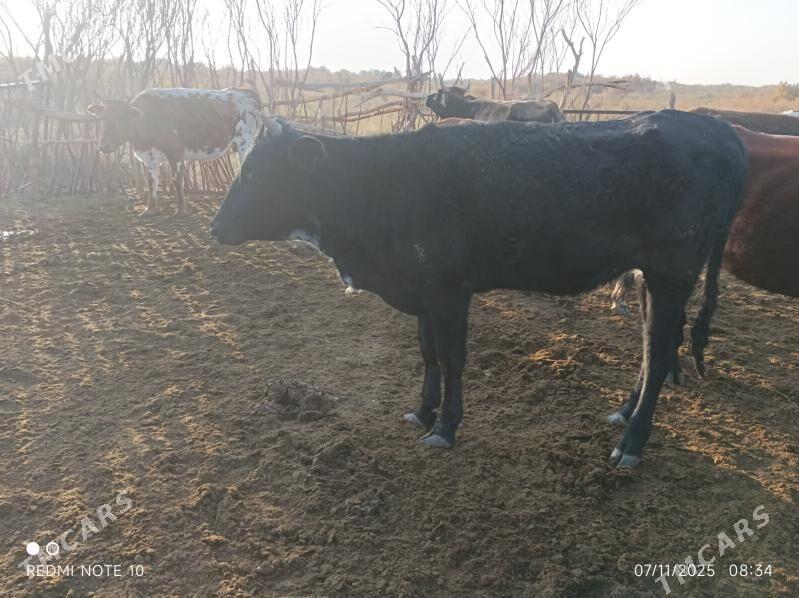 Tohum tuwe - Бабадайхан - img 2