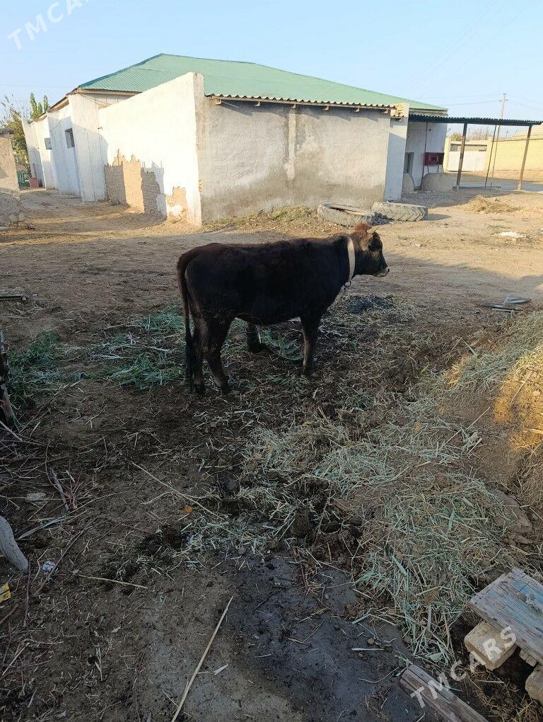 2 sany gulajyn bakylan - Mary - img 6