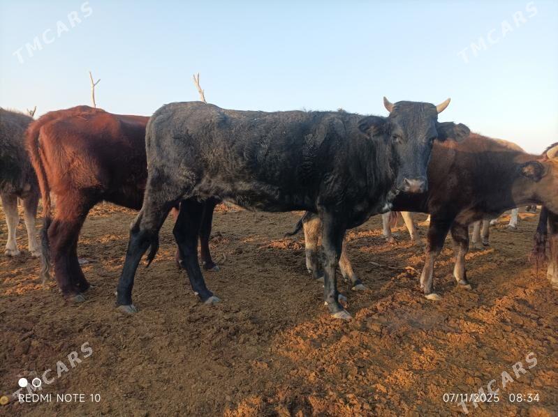 Tohum tuwe - Бабадайхан - img 3