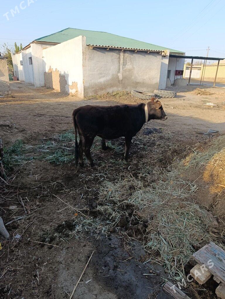 2 sany gulajyn bakylan - Mary - img 7