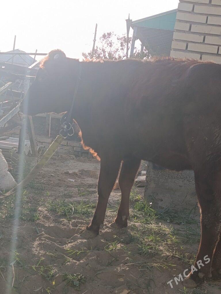 2 sany gulajyn bakylan - Mary - img 3