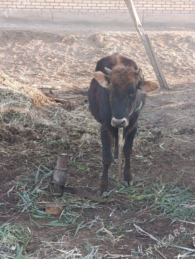 2 sany gulajyn bakylan - Mary - img 5