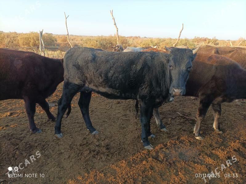 Tohum tuwe - Бабадайхан - img 4