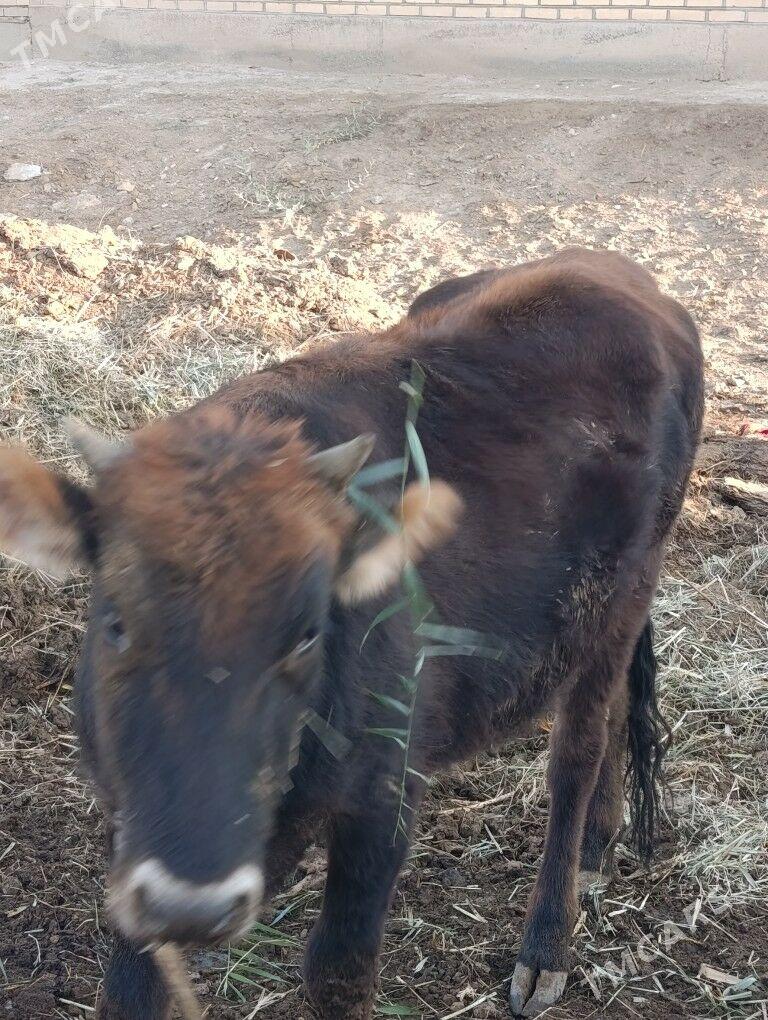 2 sany gulajyn bakylan - Mary - img 4