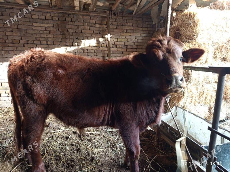 öküz - Туркменабат - img 1