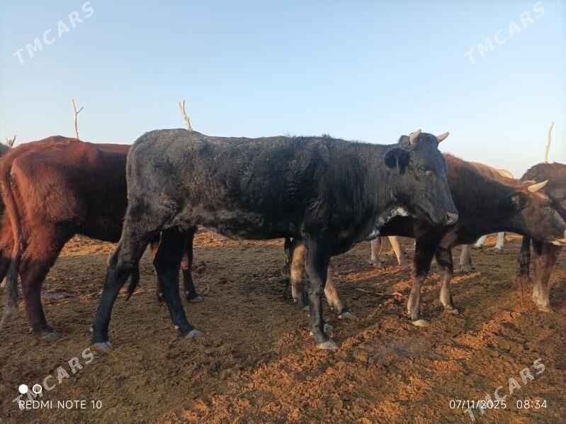 Tohum tuwe - Бабадайхан - img 5