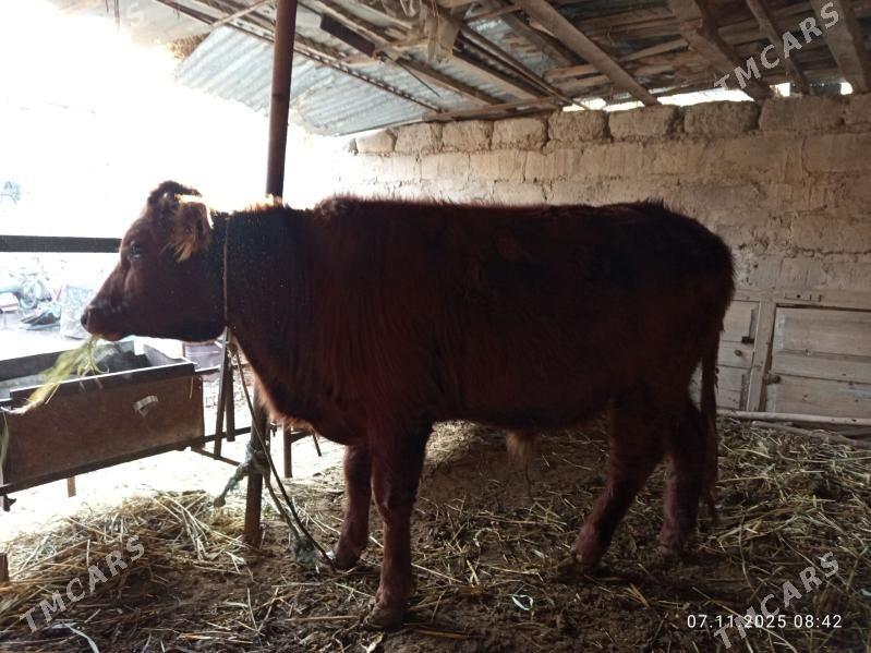 öküz - Туркменабат - img 2