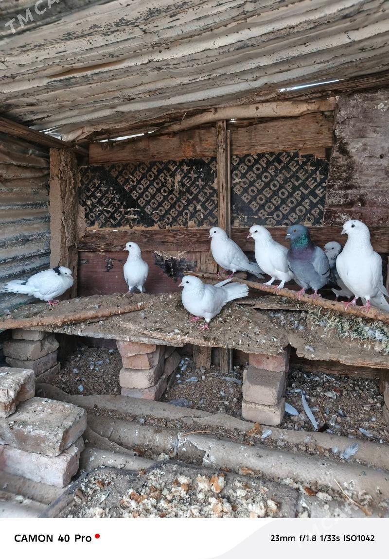 Kepderi - Änew - img 1