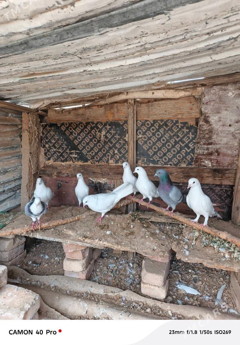 Kepderi - Änew - img 2