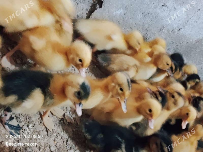 Ordek - Туркменабат - img 2