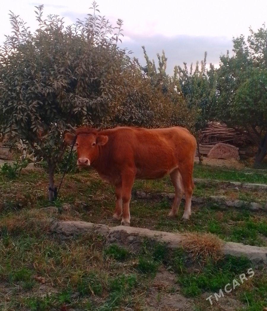 TÜWE - Бахарден - img 4