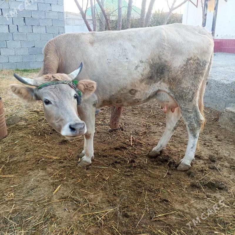 goleli sygyr - Bagyr - img 3