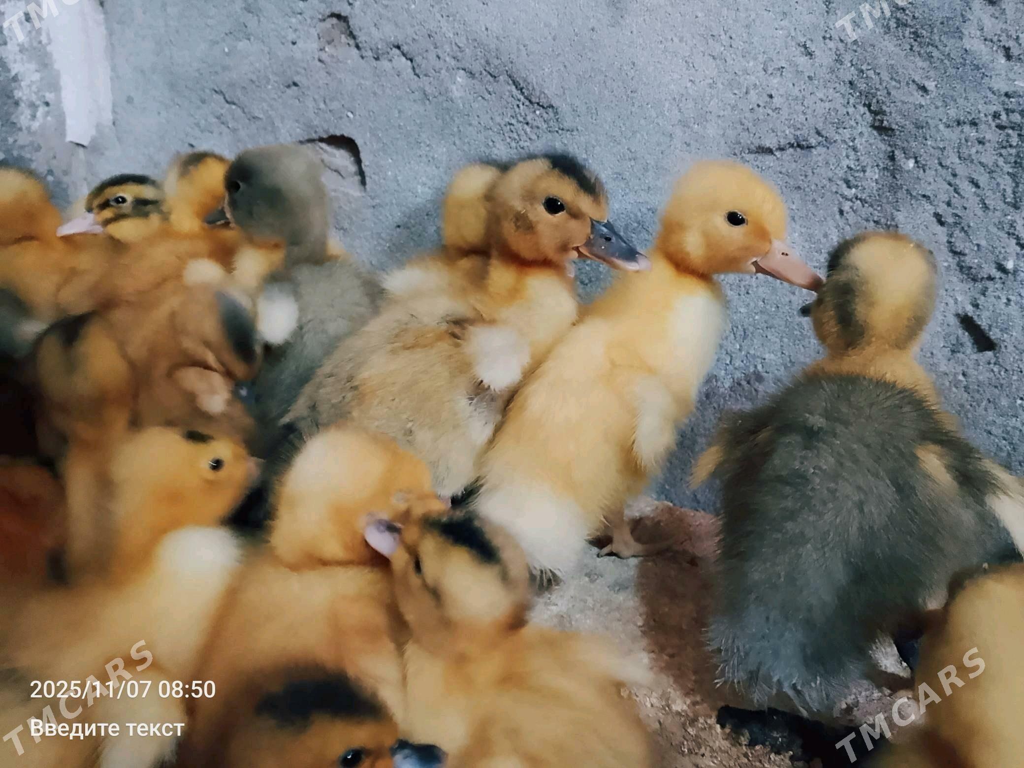 Ordek - Туркменабат - img 1