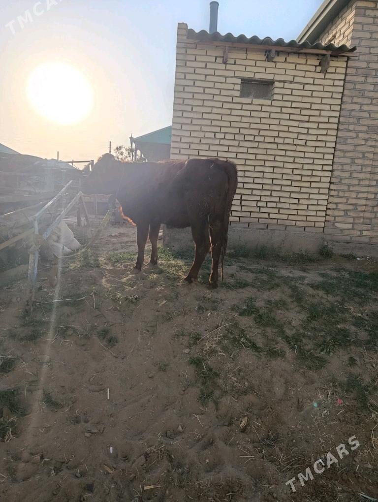 2 sany gulajyn bakylan - Mary - img 2