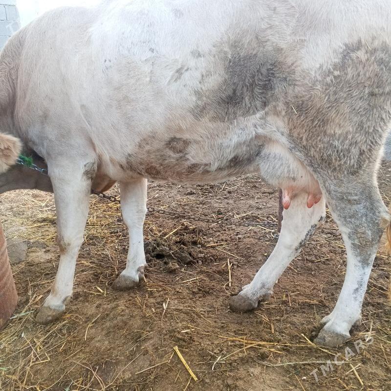 goleli sygyr - Bagyr - img 2