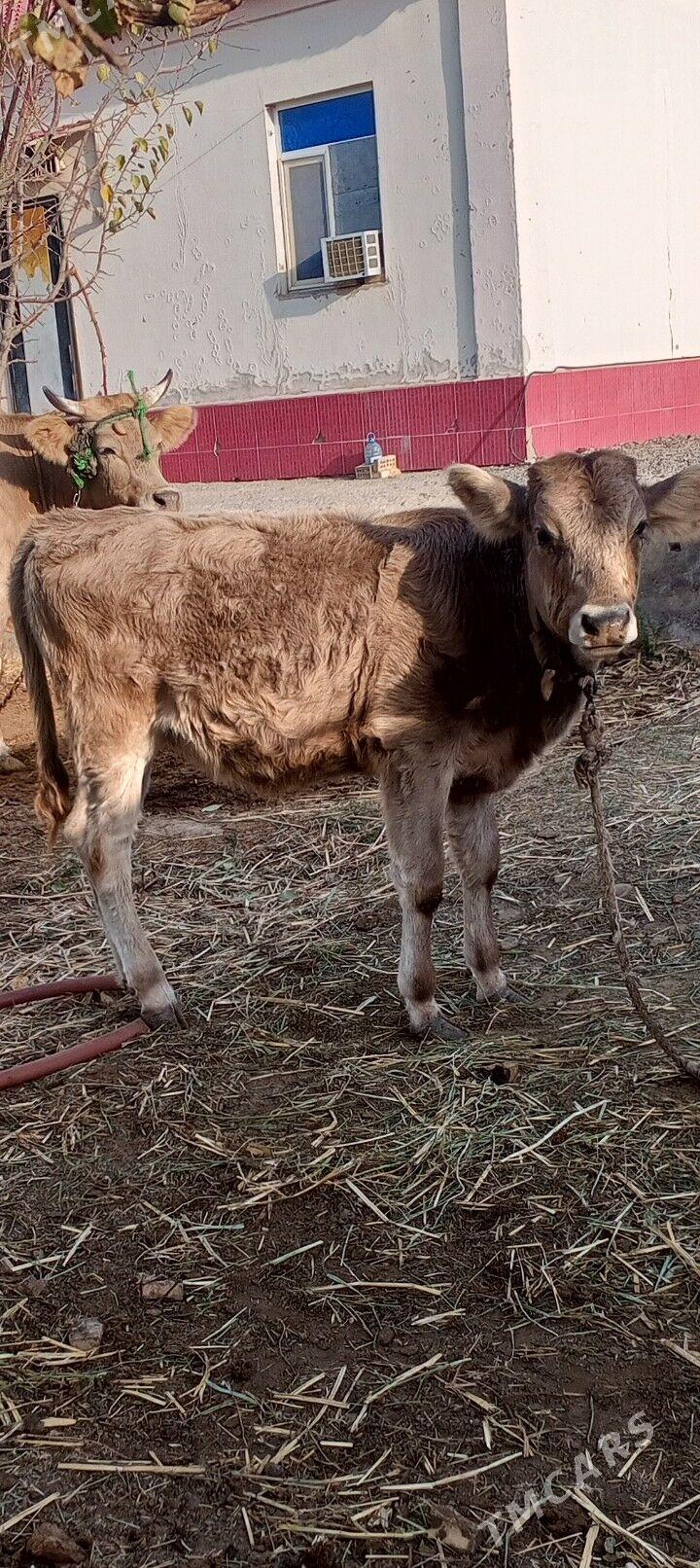 goleli sygyr - Bagyr - img 1