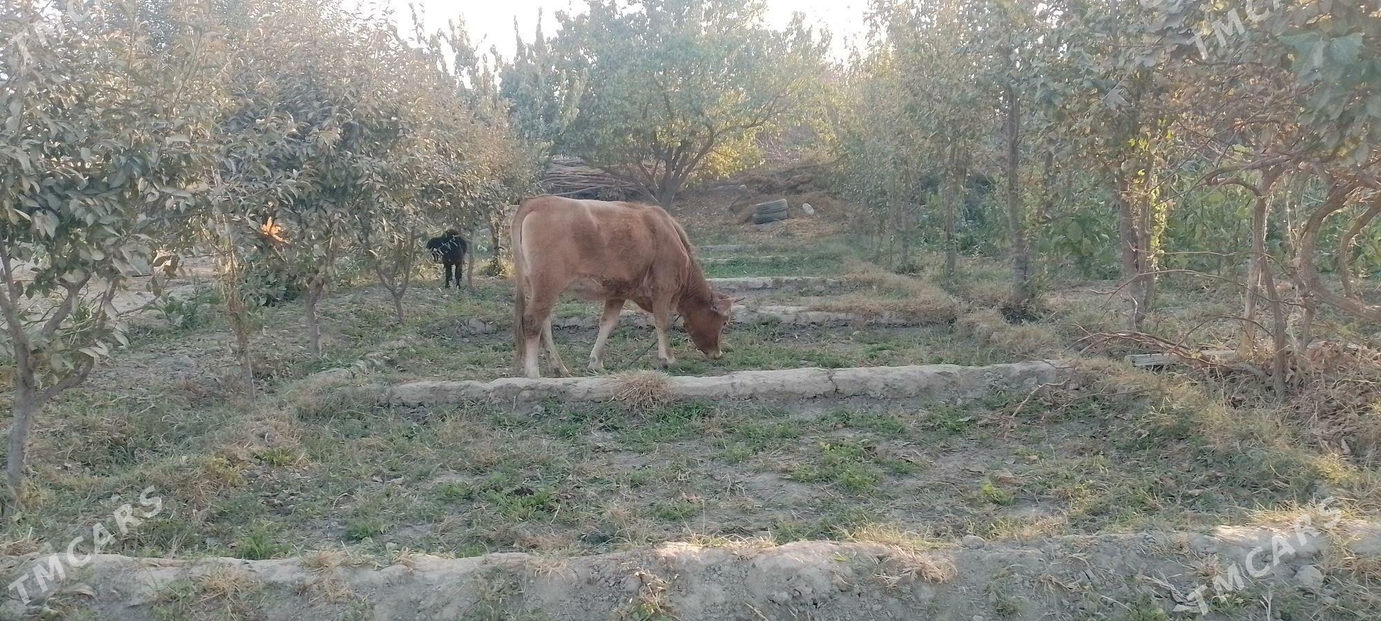 TÜWE - Бахарден - img 1