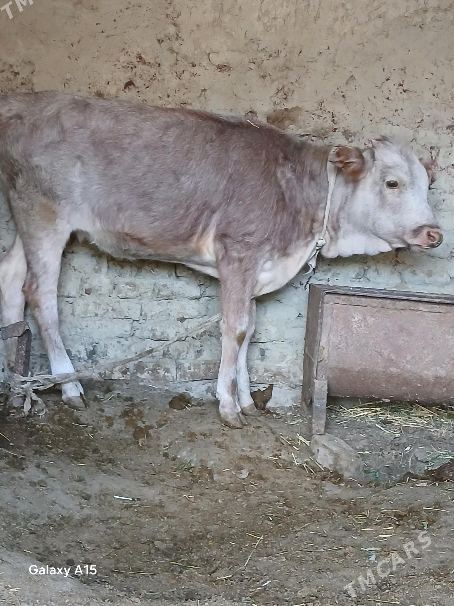 goleli sygyr - Бахарден - img 1