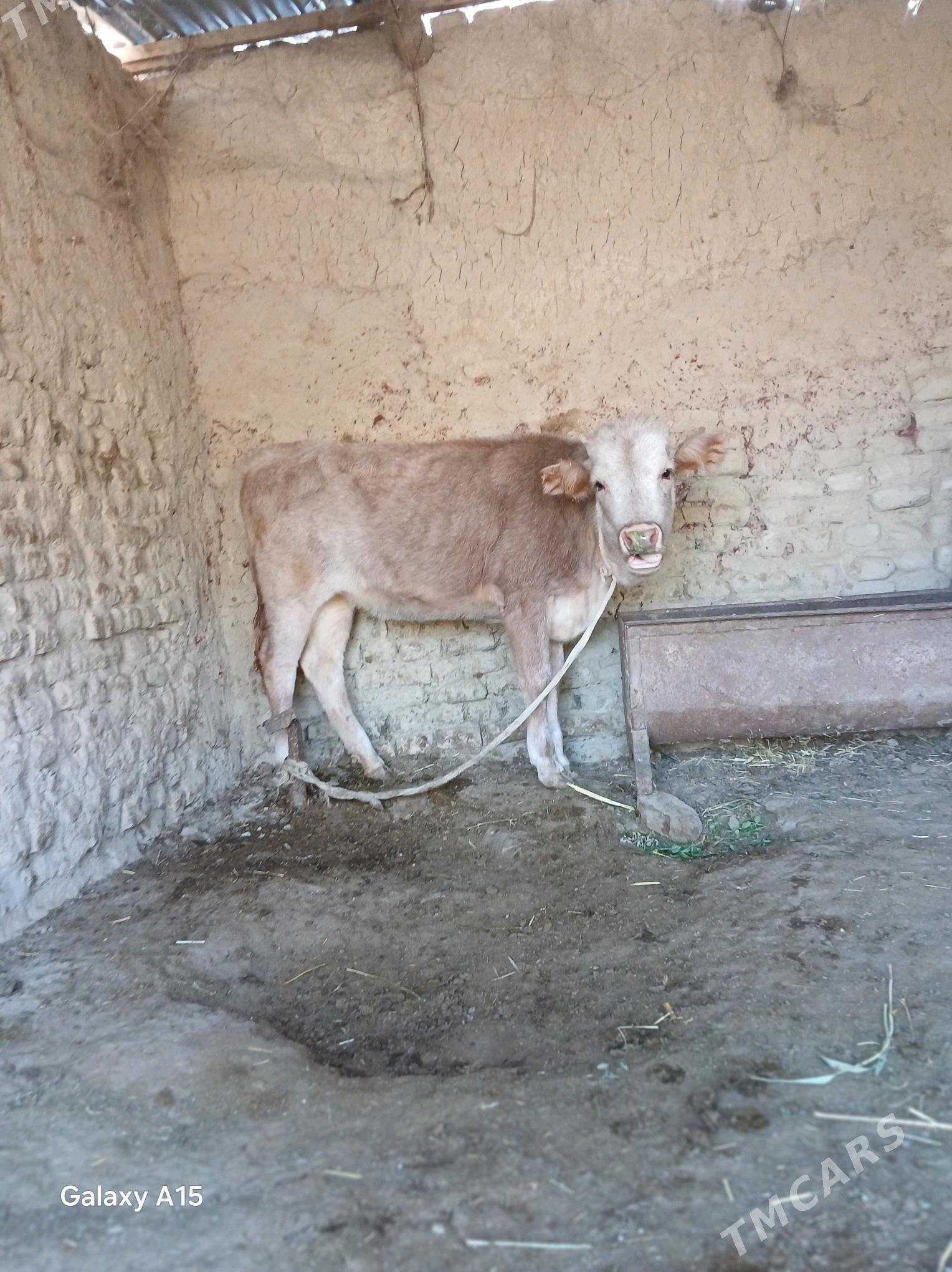 goleli sygyr - Бахарден - img 2