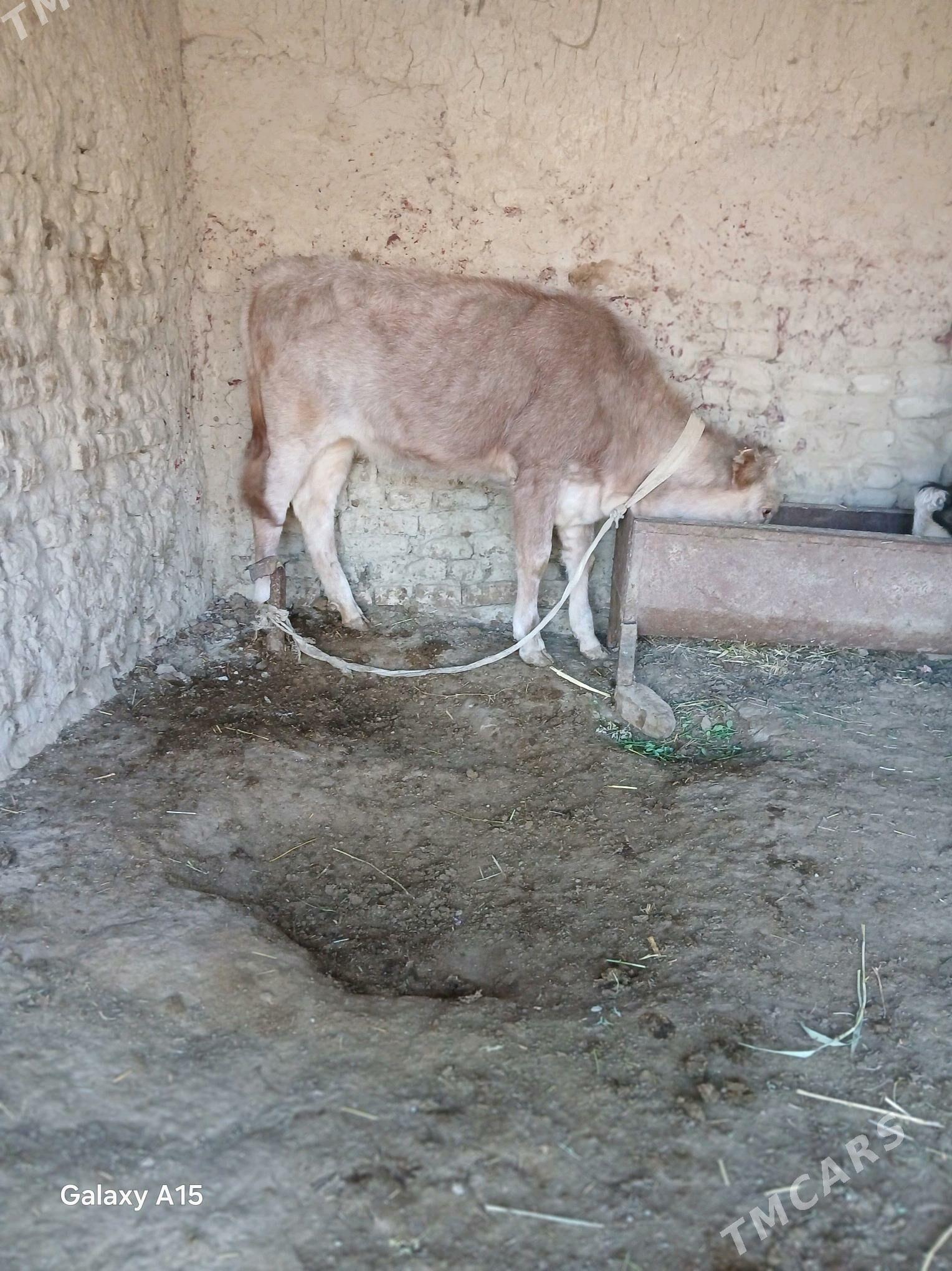 goleli sygyr - Бахарден - img 3