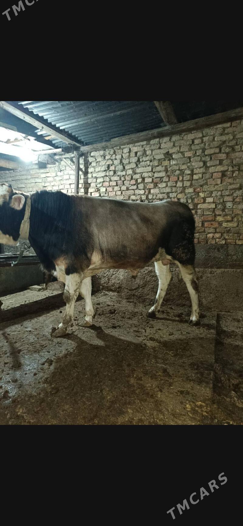 gibrid okuz - Ашхабад - img 2